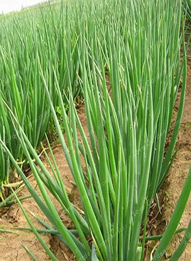 جي جوت بذور البصل المتجمعة للخضراوات للحديقة المنزلية 100 قطعة