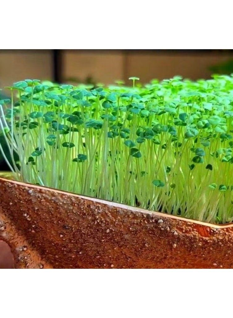 2000 بذرة صغيرة من بذور الشيا لإنبات بذور حديقة الشيا - Image 2