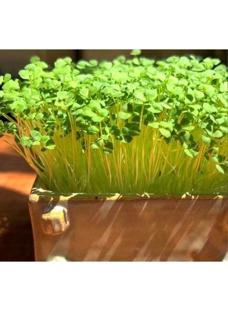 2000 بذرة صغيرة من بذور الشيا لإنبات بذور حديقة الشيا - Image 1