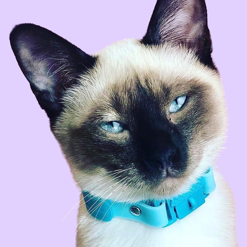 REF. Kittyrama Aqua Kitten Collar 14.5cm - 18.5cm - Image 4