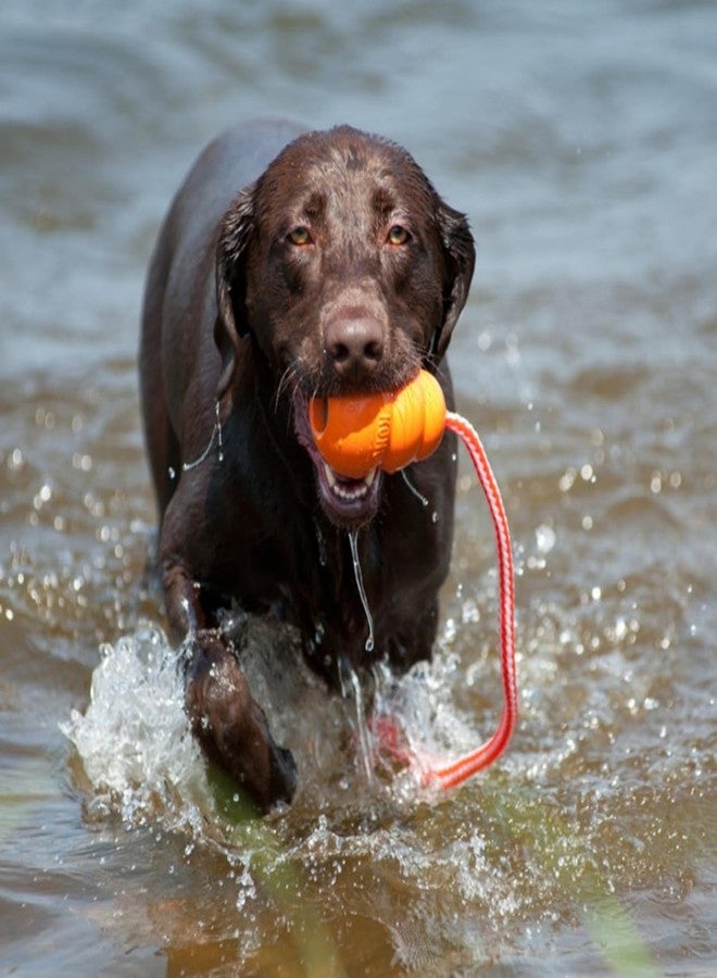 كونج لعبة KONG Aqua Classic للكلاب - عبوة من قطعتين - لعبة استرجاع عائمة للعب في الماء - مع حبل (متوسط) - Image 4