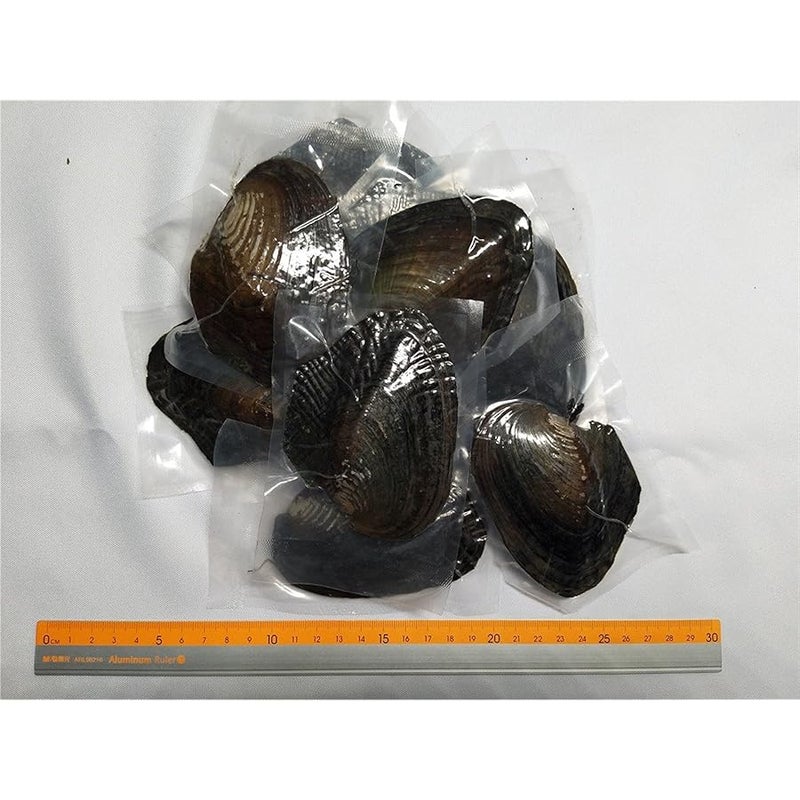 Doofly 1PCS Oyster With 25 Rainbow Oval Pearls Inside, Mini Monsters, Rainbow Monster, Big Mama's - Image 2