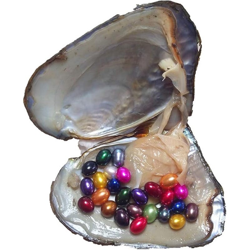 Doofly 1PCS Oyster With 25 Rainbow Oval Pearls Inside, Mini Monsters, Rainbow Monster, Big Mama's - Image 1