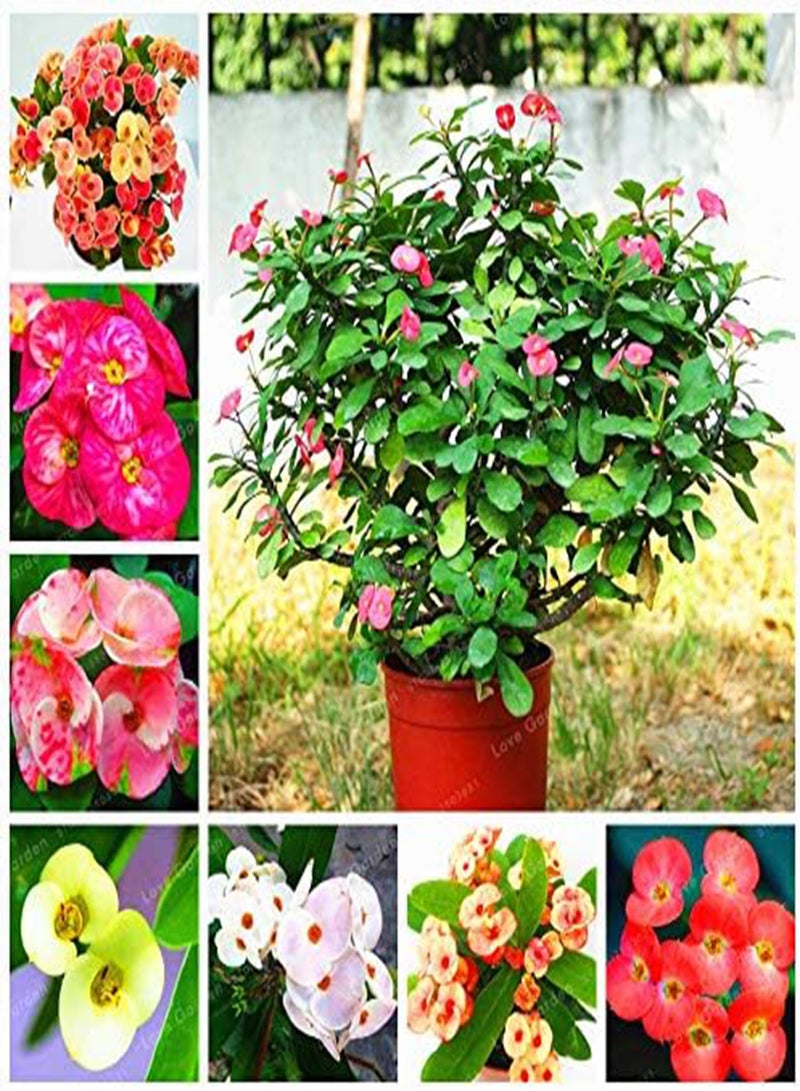 GGOOT New 100 pcs Euphorbia Milii Middle Flower Seeds for Gardening Dark Pink - Image 2
