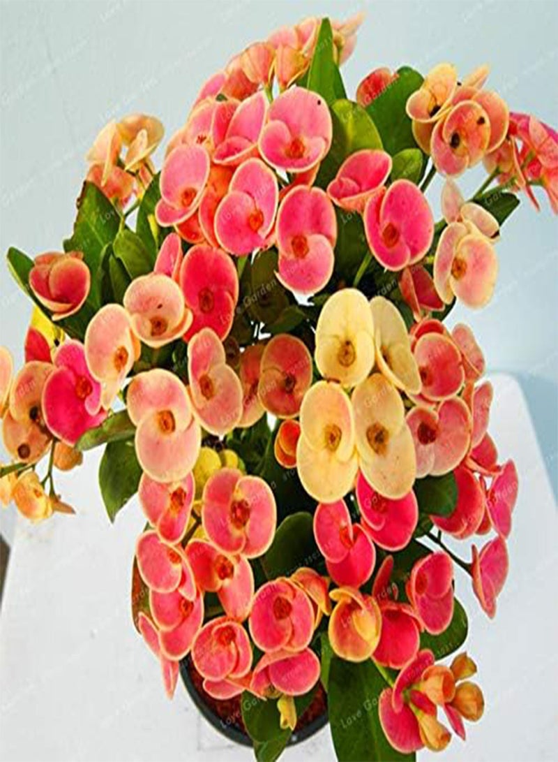 GGOOT New 100 pcs Euphorbia Milii Middle Flower Seeds for Gardening Dark Pink - Image 4