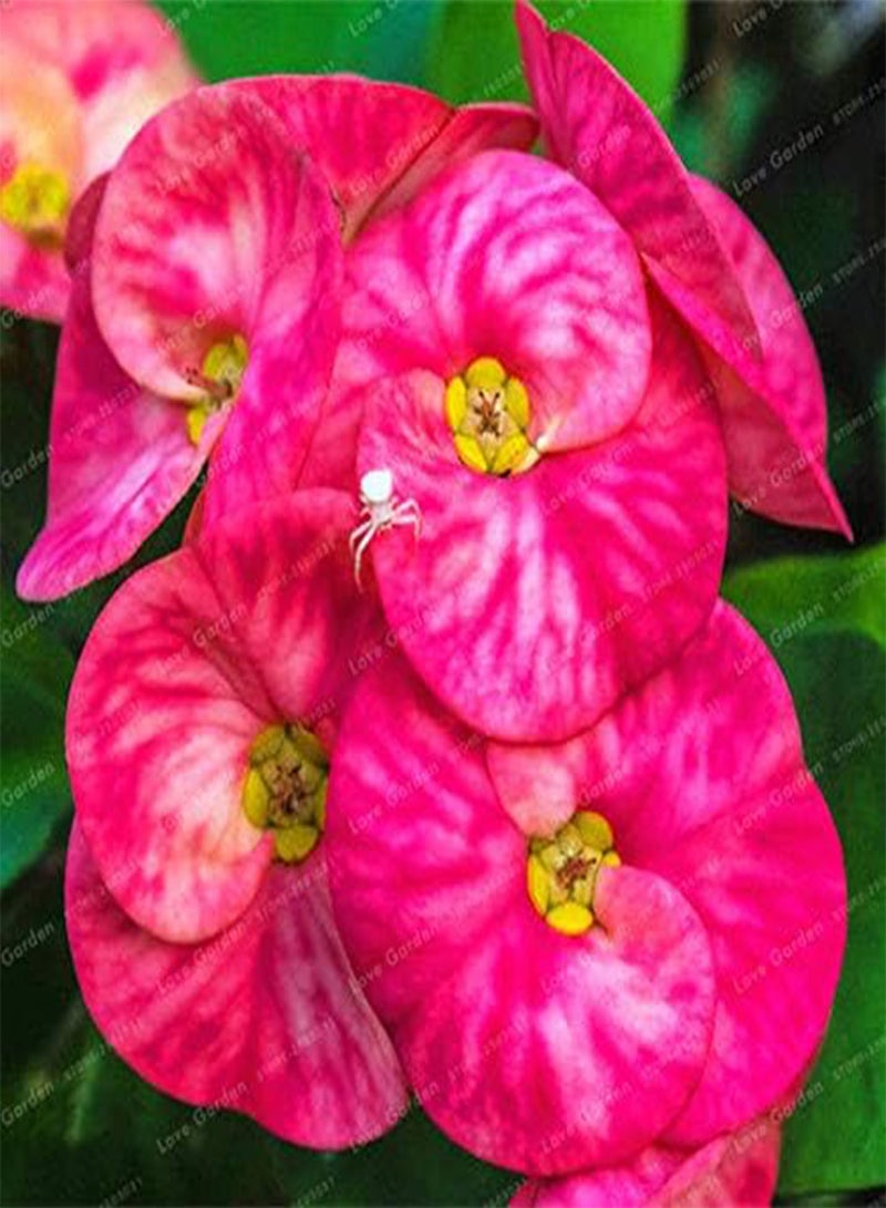 GGOOT New 100 pcs Euphorbia Milii Middle Flower Seeds for Gardening Dark Pink - Image 1