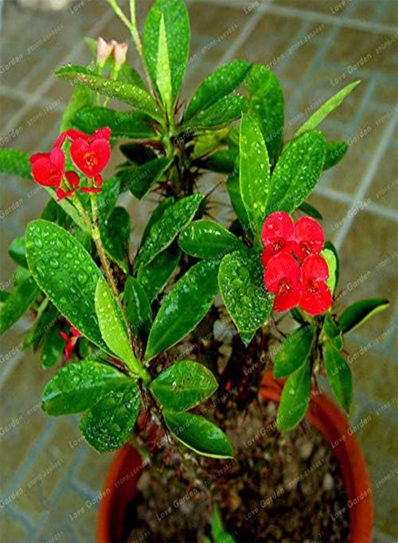 GGOOT New 100 pcs Euphorbia Milii Middle Flower Seeds for Gardening Dark Pink - Image 3