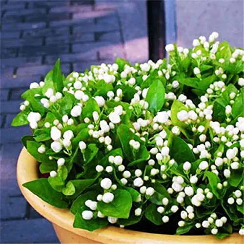 VISTATU 100+ Climbing Jasmine Flower Seeds Fragrant Plant for Planting Garden Home Four Seasons Evergreen Silver Jasmine Garden Balcony Climbing Flower Non-GMO - Image 3