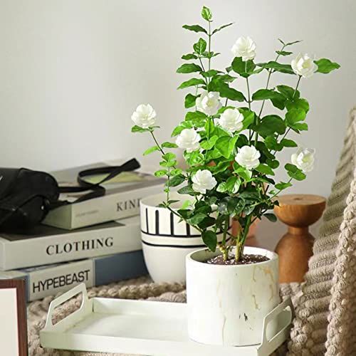 VISTATU 100+ Climbing Jasmine Flower Seeds Fragrant Plant for Planting Garden Home Four Seasons Evergreen Silver Jasmine Garden Balcony Climbing Flower Non-GMO - Image 5