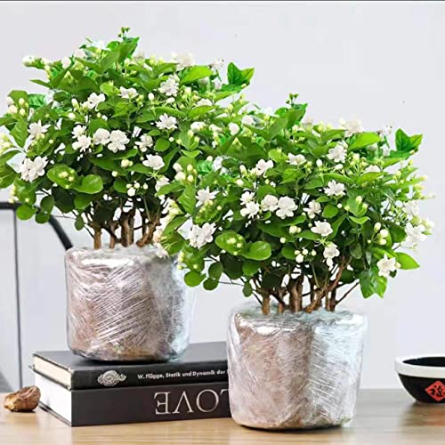 VISTATU 100+ Climbing Jasmine Flower Seeds Fragrant Plant for Planting Garden Home Four Seasons Evergreen Silver Jasmine Garden Balcony Climbing Flower Non-GMO - Image 4