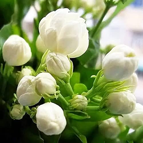 VISTATU 100+ Climbing Jasmine Flower Seeds Fragrant Plant for Planting Garden Home Four Seasons Evergreen Silver Jasmine Garden Balcony Climbing Flower Non-GMO - Image 1
