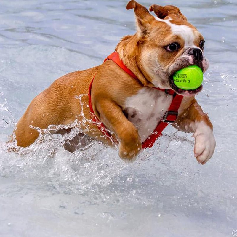 Teloon Pressure Training Tennis Balls-12 or 18 Count-Mesh Carry Bag，4 Colors Available，Pressureless Training Exercise Tennis Balls for Beginners. - Image 5