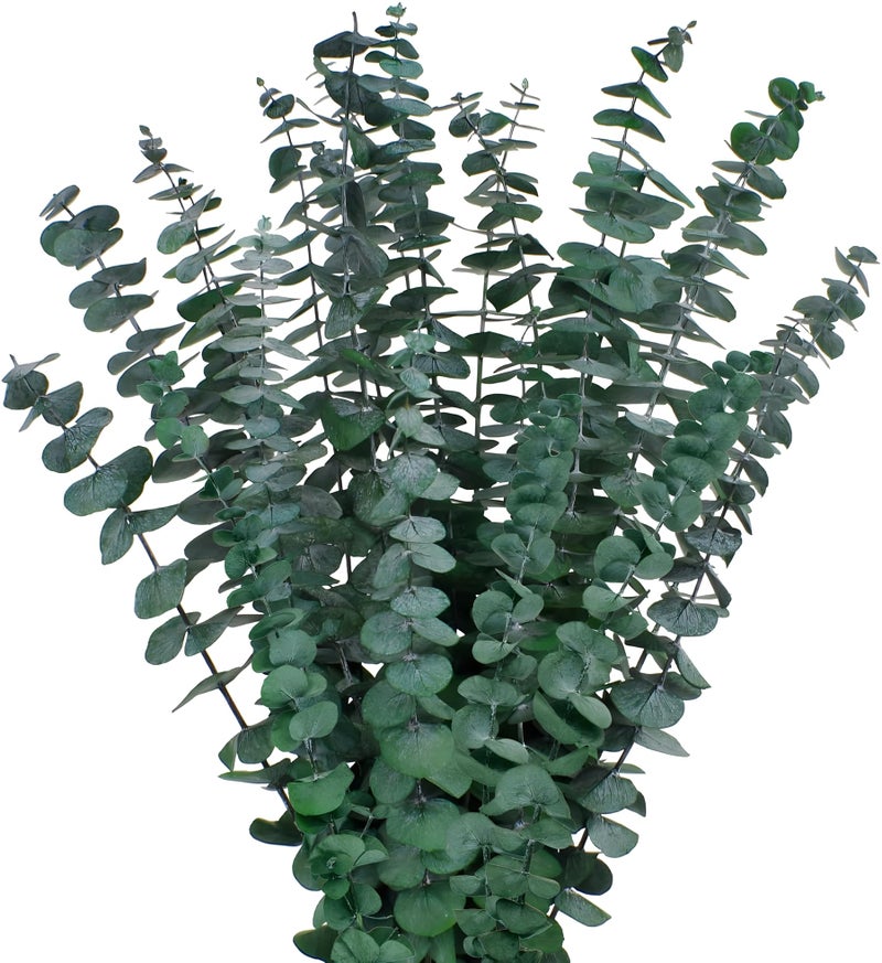 CENELO 12PCS Dried Eucalyptus Bundle 17'' Real Eucalyptus Stems 100% Natural Fresh Leaves Hanging Plants Greenery Stems for Shower Home Decor Flower Arrangement Wedding - Image 1