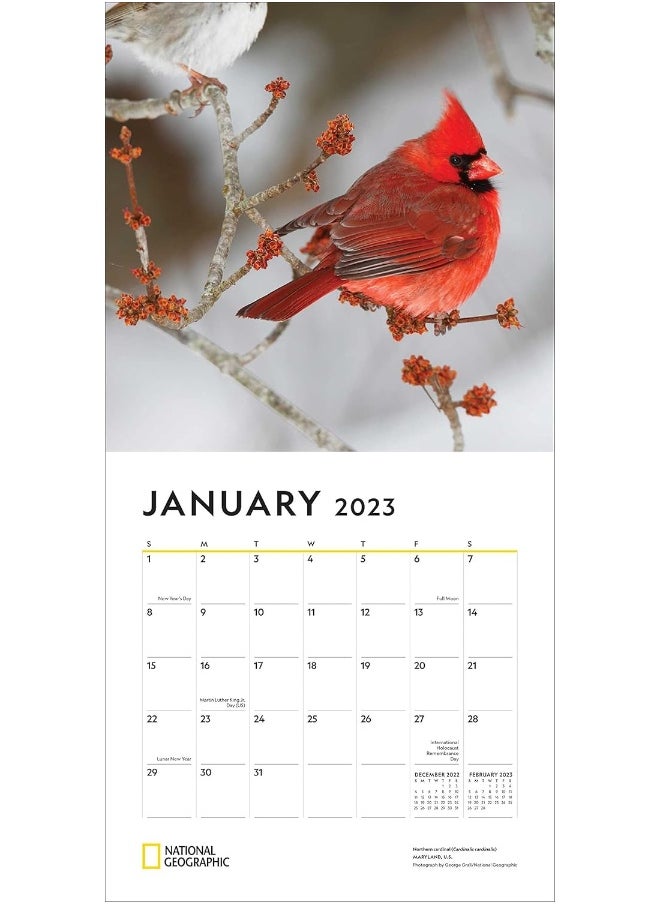 National Geographic: Backyard Birds 2023 Wall Calendar  - Image 3