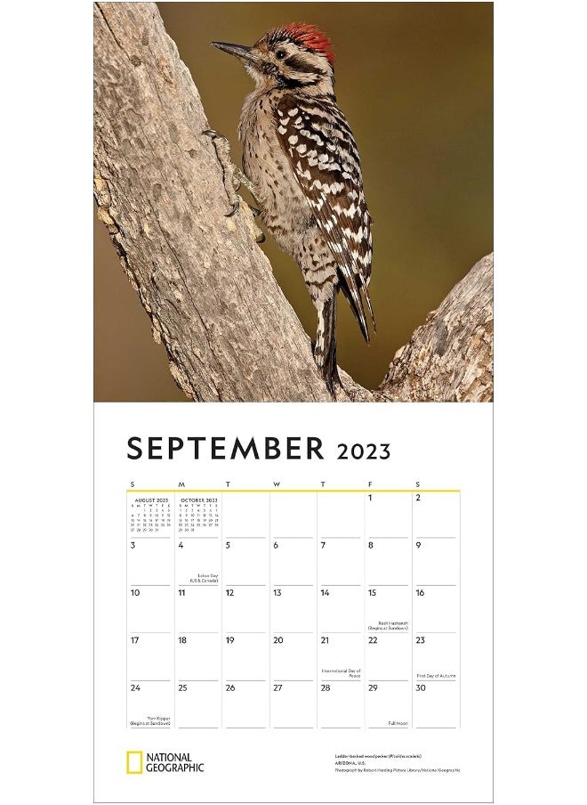 National Geographic: Backyard Birds 2023 Wall Calendar  - Image 5
