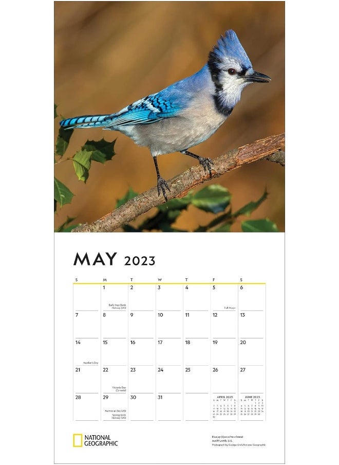 National Geographic: Backyard Birds 2023 Wall Calendar  - Image 4