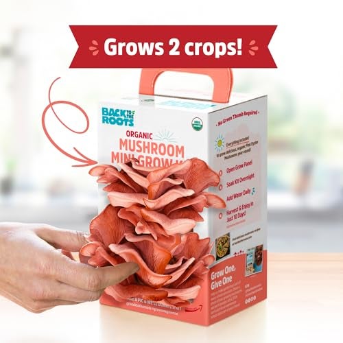 Back to the Roots Organic Pink Miniature Mushroom Grow Kit, Harvest Gourmet Mushrooms in 10 Days - Image 4