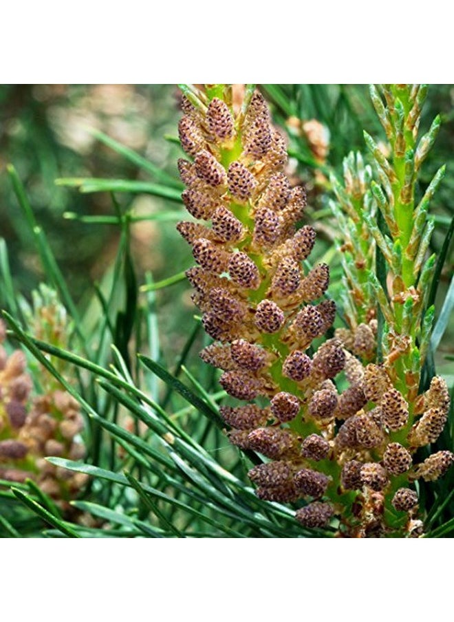 LOST EMPIRE HERBS UNLEASH THE POWER OF NATURE Pine Pollen Tincture (2 Fl Oz) Herbal Supplement ; By Lost Empire Herbs  - Image 3