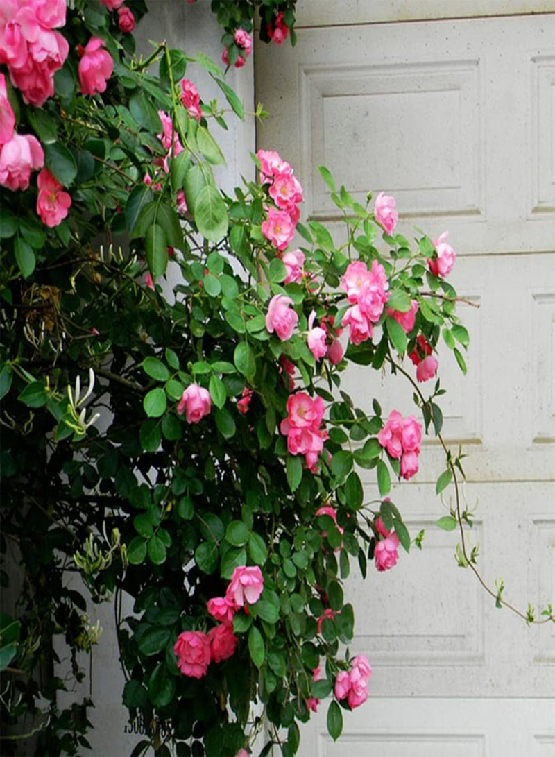 GGOOT 50Pcs Rosa Multiflora Seeds Easy to Plant Outdoor Edge Flower Varieties Excellent Choice for Flowerbed and Raised Bed Decoration - Image 2