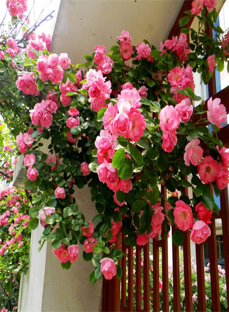 GGOOT 50Pcs Rosa Multiflora Seeds Easy to Plant Outdoor Edge Flower Varieties Excellent Choice for Flowerbed and Raised Bed Decoration - Image 1