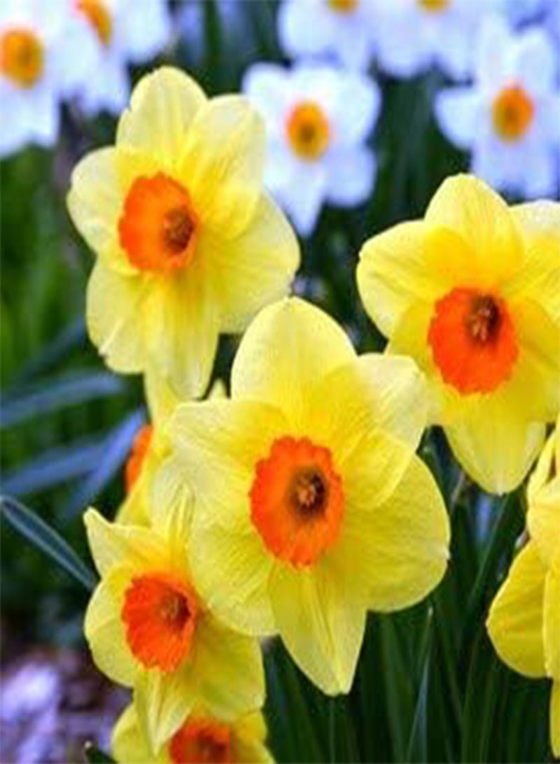 seeds Fresh 100 pcs Narcissus Flower seeds for Planting Yellow