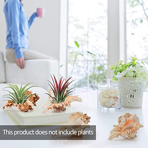 ANPHSIN 4 Pack Conch Sea Shell Air Plant Holders- 4-5 inches Natural Airplant Pot, Decorative Tillandsia Succulent Display Container for Gardening Housewarming Gifts Home Table Decors, No Plants - Image 2