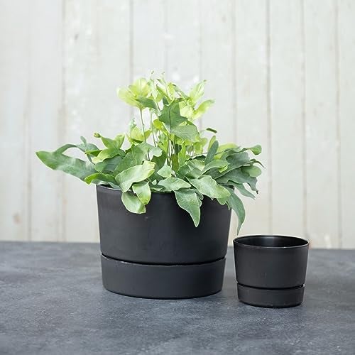 Root & Vessel Majestic Mid-Century Modern Low Profile Cylinder Pot, Matte Black, 8.5" - Image 4