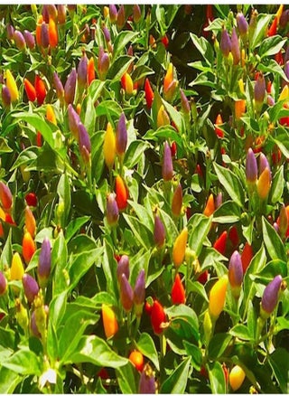 Numex Twilight Pepper Seeds (25 Seed Package) - pzsku/Z076ADDFB38DA3273BBBBZ/45/1746414383/29cbd49f-b201-4107-b956-8f1029cf5e1b