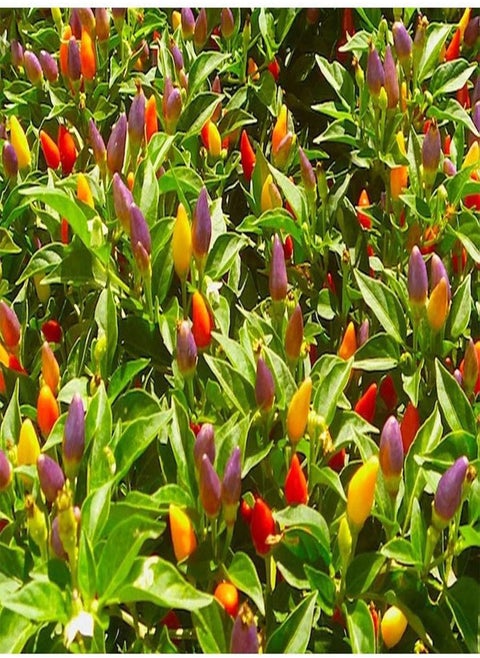 Numex Twilight Pepper Seeds (25 Seed Package)
