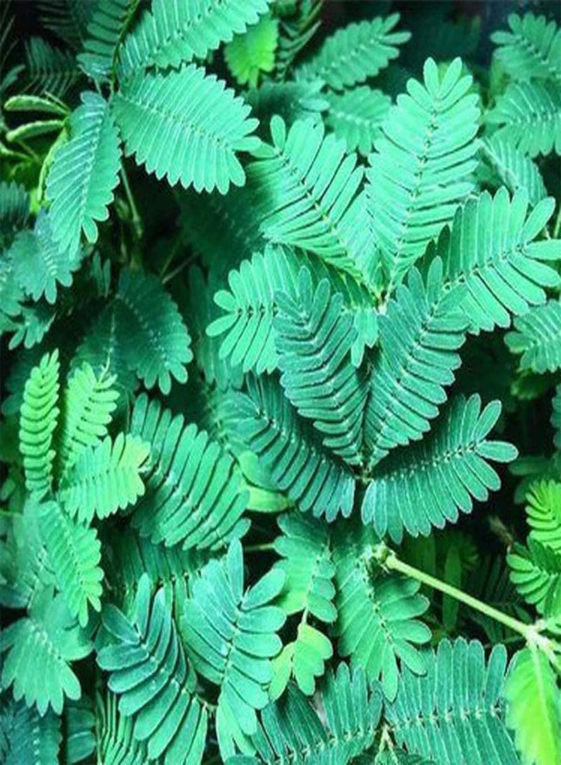 GGOOT 50Pcs Mimosa Seeds for Farm Courtyard Planting Perennial Shrub Blooming Pink Flowers Decorative Garden Gardener's Favorite Tree Species - Image 2