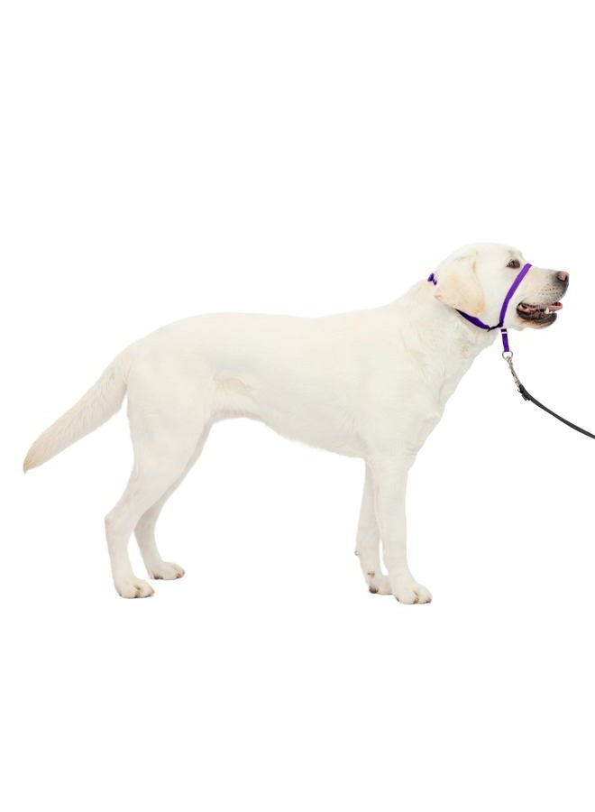 PetSafe Gentle Leader Headcollar, No-Pull Dog Collar – Perfect for Leash & Harness Training – Stops Pets from Pulling and Choking on Walks – Large, Deep Purple - Image 1