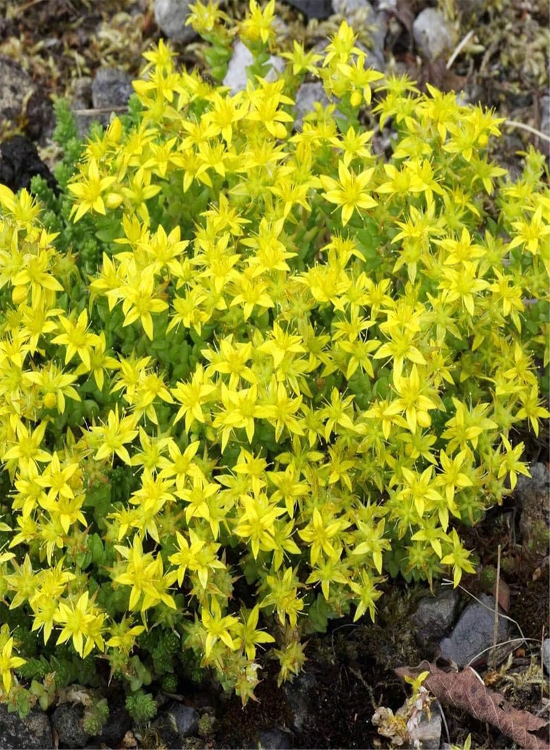 GGOOT sarmentosum- Gold Moss  (100 Seed),Drought Resistant