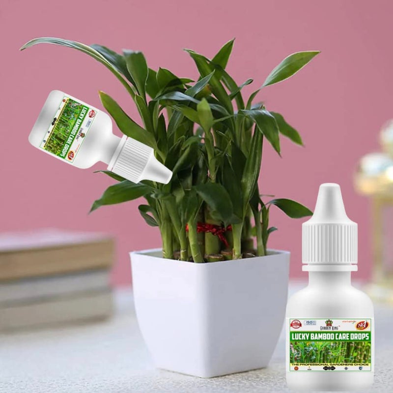 Sansar Agro سانسار أغرو® رعاية البامبو المحظوظ وأيضًا للنباتات المالية - سماد سائل للنباتات المائية (في الماء) 30 مل + 30 مل (1+1 = 2 وحدات) - Image 2