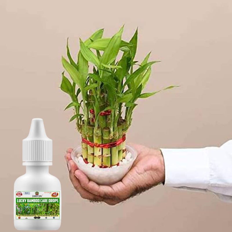 Sansar Agro سانسار أغرو® رعاية البامبو المحظوظ وأيضًا للنباتات المالية - سماد سائل للنباتات المائية (في الماء) 30 مل + 30 مل (1+1 = 2 وحدات) - Image 3