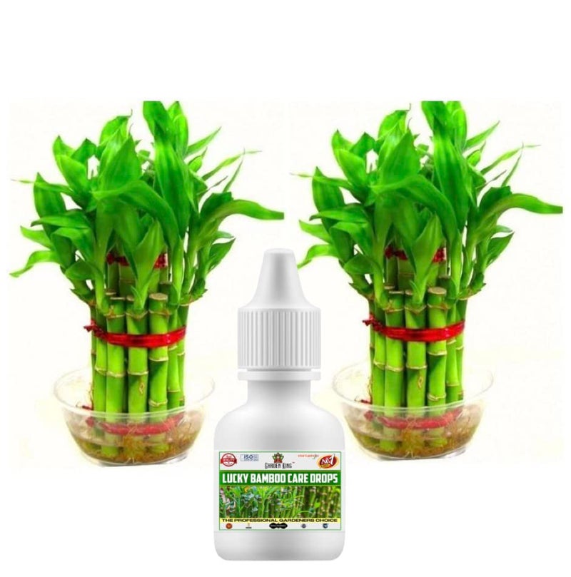 Sansar Agro سانسار أغرو® رعاية البامبو المحظوظ وأيضًا للنباتات المالية - سماد سائل للنباتات المائية (في الماء) 30 مل + 30 مل (1+1 = 2 وحدات) - Image 5
