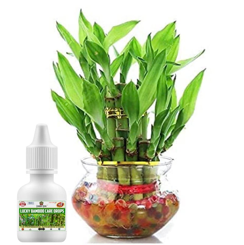 Sansar Agro سانسار أغرو® رعاية البامبو المحظوظ وأيضًا للنباتات المالية - سماد سائل للنباتات المائية (في الماء) 30 مل + 30 مل (1+1 = 2 وحدات) - Image 4