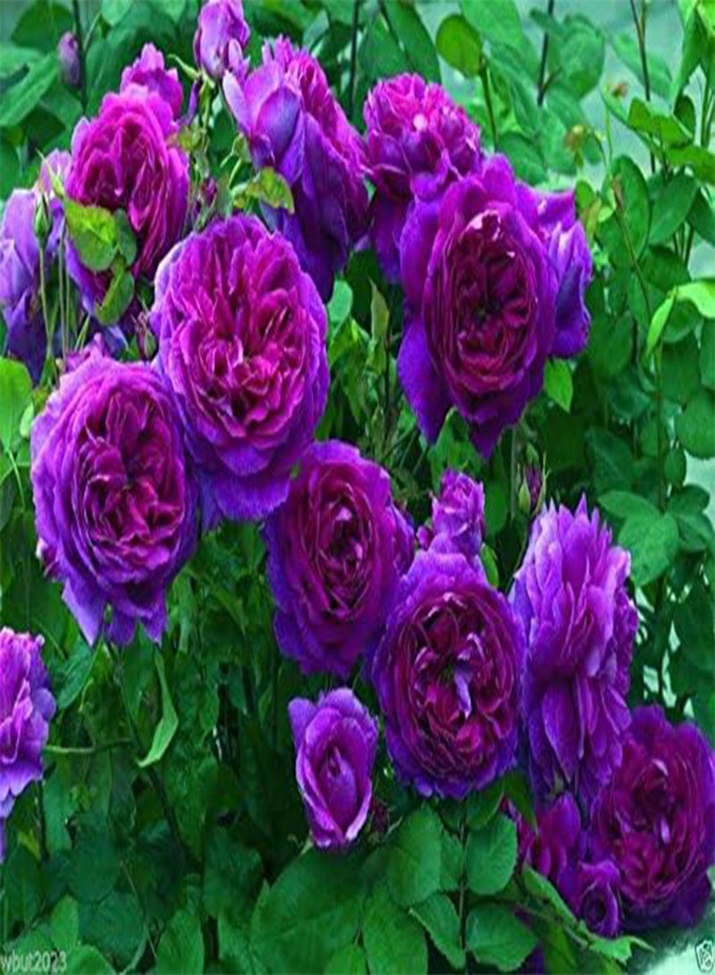 GGOOT Climbing Rose Seeds,PURPLE/BLUE FLOWERS, seed , fence, pillar, shed