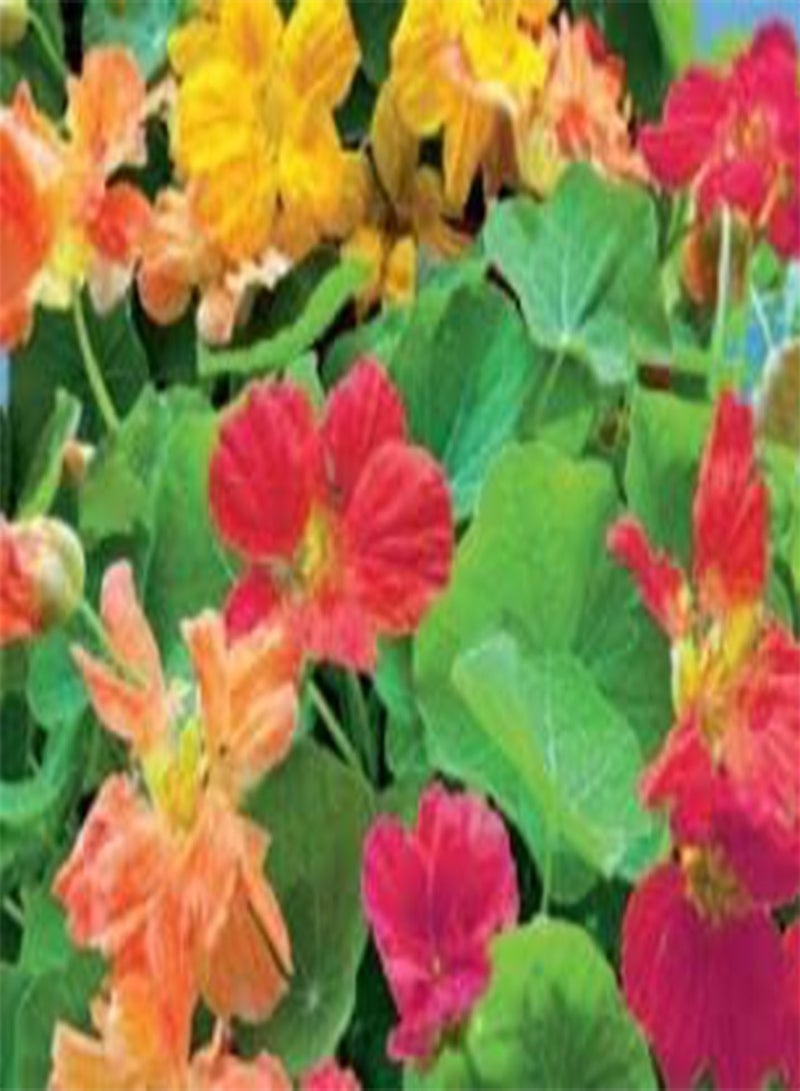 جي جوت 15 بذرة من زهرة الكبوسين ويرلي بيرد المختلطة، زهرة ملونة، ازرع بنفسك زهرة البانسيه، زهرة البتونيا، زهرة عباد الشمس