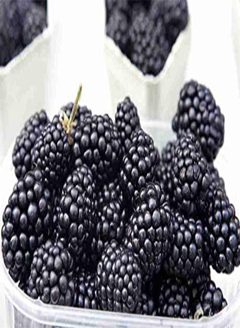 GGOOT BlackBerry   Rubus Fructicosa   20 Seeds (Vegetable/Fruit/Plant/Wild)  - Image 2