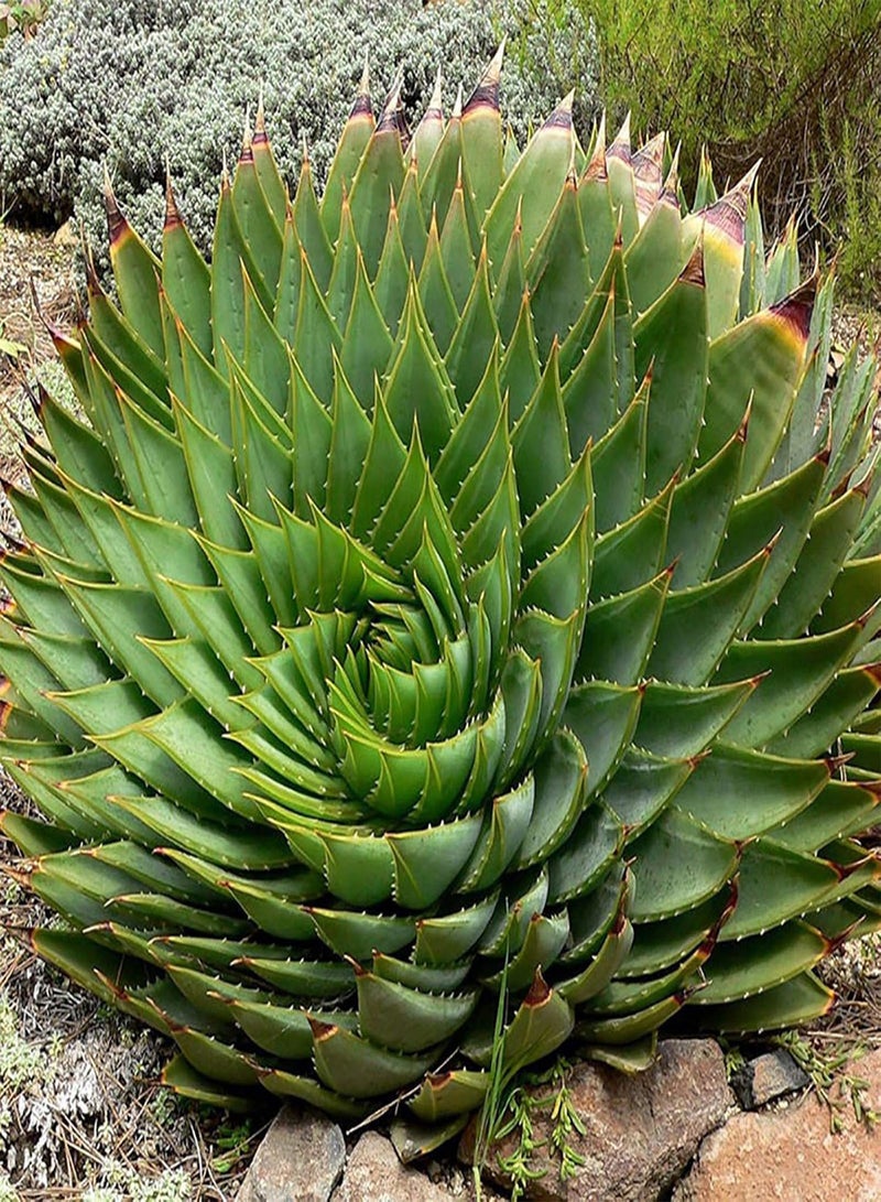 GGOOT 100 Seeds Aloe Seeds Succulent Fruit Edible Prolific Drought Tolerant Aloe Seeds for Home - Aloe Seeds - Flower Seeds Vegetable Seeds Fruit Seeds Garden Plant Seeds for Planting Indoor Outdoor  - Image 3