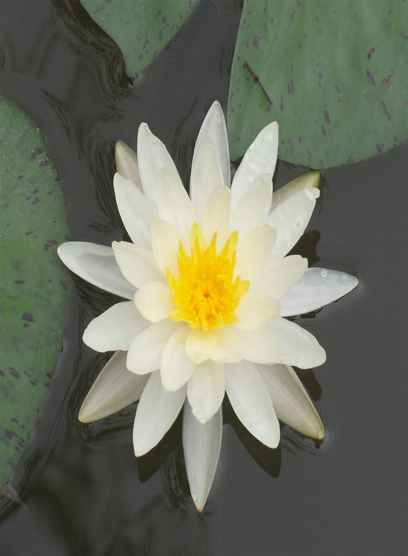 GGOOT 20Pcs Premium Flower Seeds, Lotus Seeds Easy to Plant Flowering Plants Viable Indoor Outdoor Sowing Bonsai Seeds for Garden Yellow - Image 5