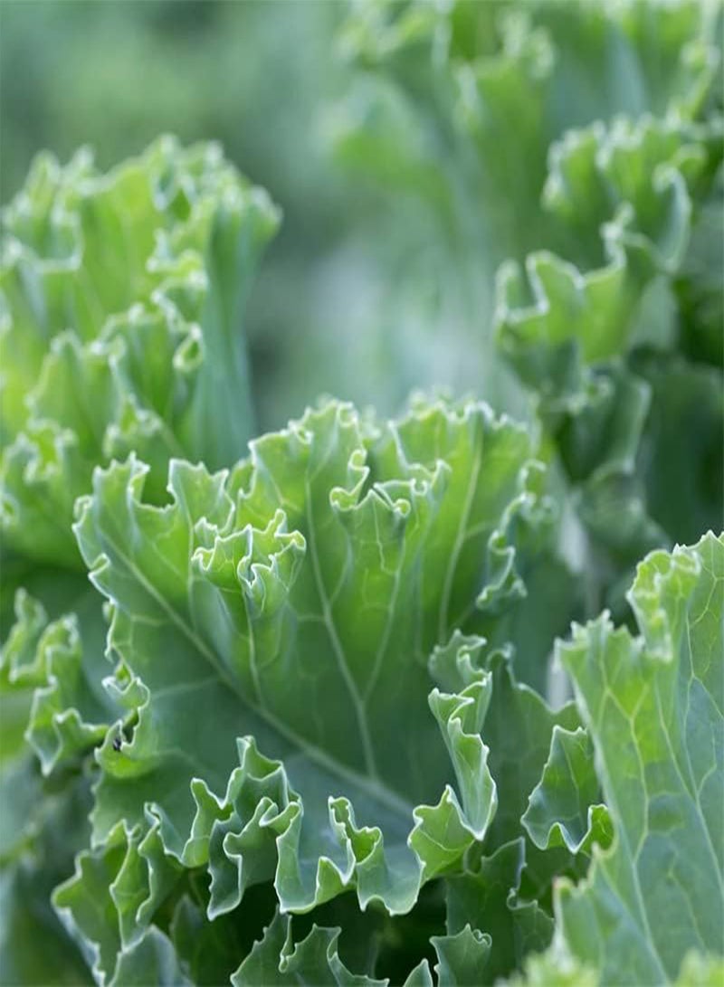 Kale Seeds (Dwarf Siberian Improved) (250+ Seeds)