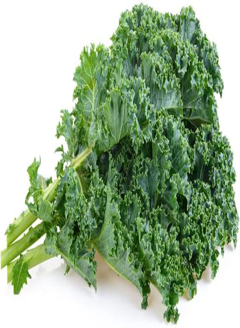 Kale Seeds (Dwarf Siberian Improved) (250+ Seeds)