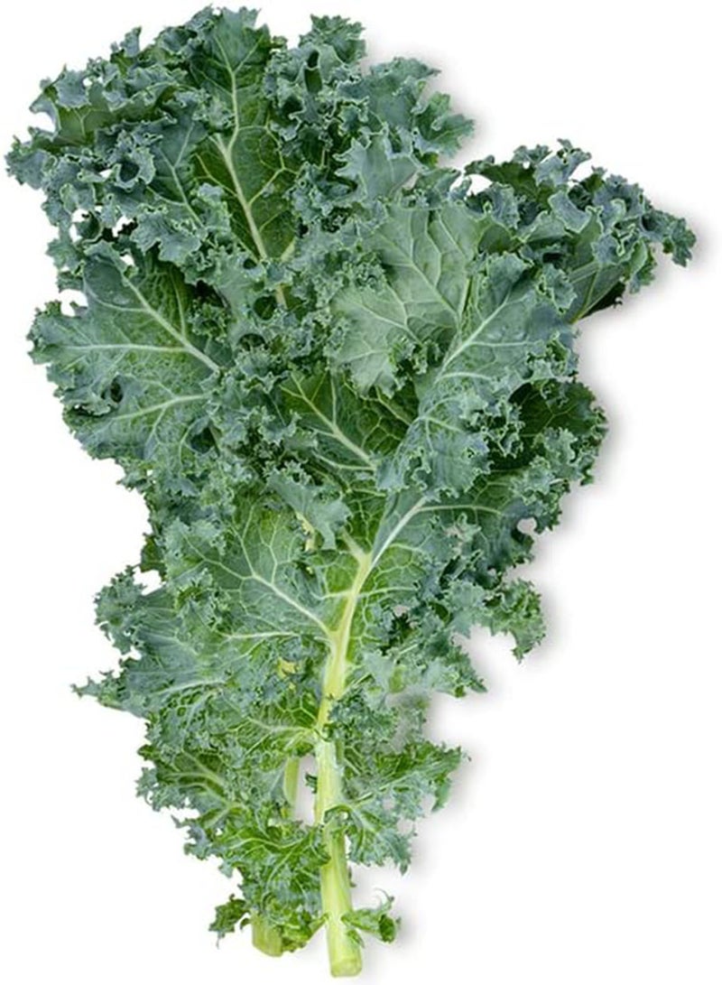 Kale Seeds (Dwarf Siberian Improved) (250+ Seeds)