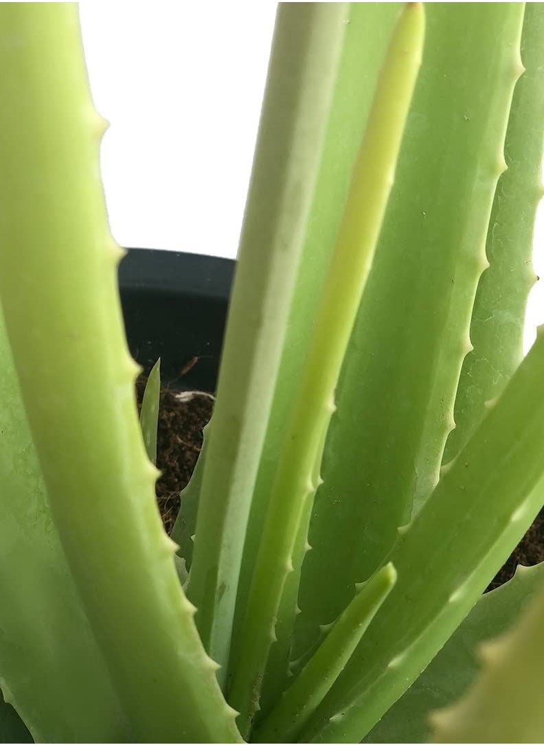 Generic - Fresh/Live Aloe Vera Plant - Natural Remedy for Sunburn and Skin Irritations (40-50 CM) - Image 1