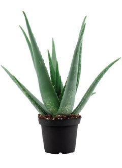 Fresh/Live Aloe Vera Plant - Natural Remedy for Sunburn and Skin Irritations (40-50 CM)
