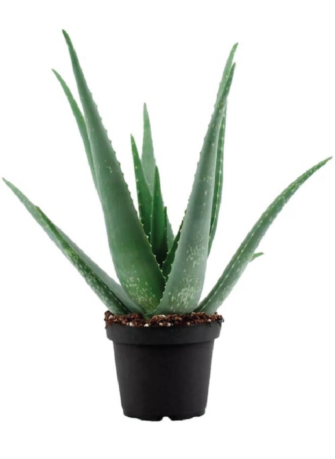 Generic - Fresh/Live Aloe Vera Plant - Natural Remedy for Sunburn and Skin Irritations (40-50 CM) - Image 1