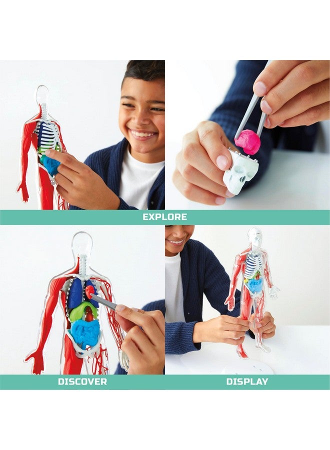 Discovery™ #Mindblown 3D Human Anatomy 28-Piece Biology Model With Glow-In-The-Dark Human Model, Hands On Learning, Age 8+