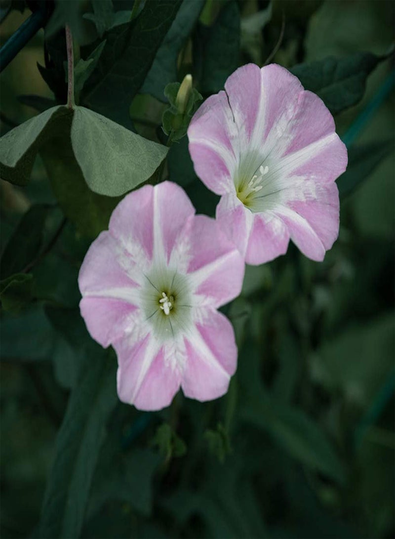 GGOOT 100pcs Pink Petunia Seeds Hanging Basket Frame Decoration Garden Balcony Planting Suitable Beginners Novice Gardeners Flower Shape Unique - Image 2