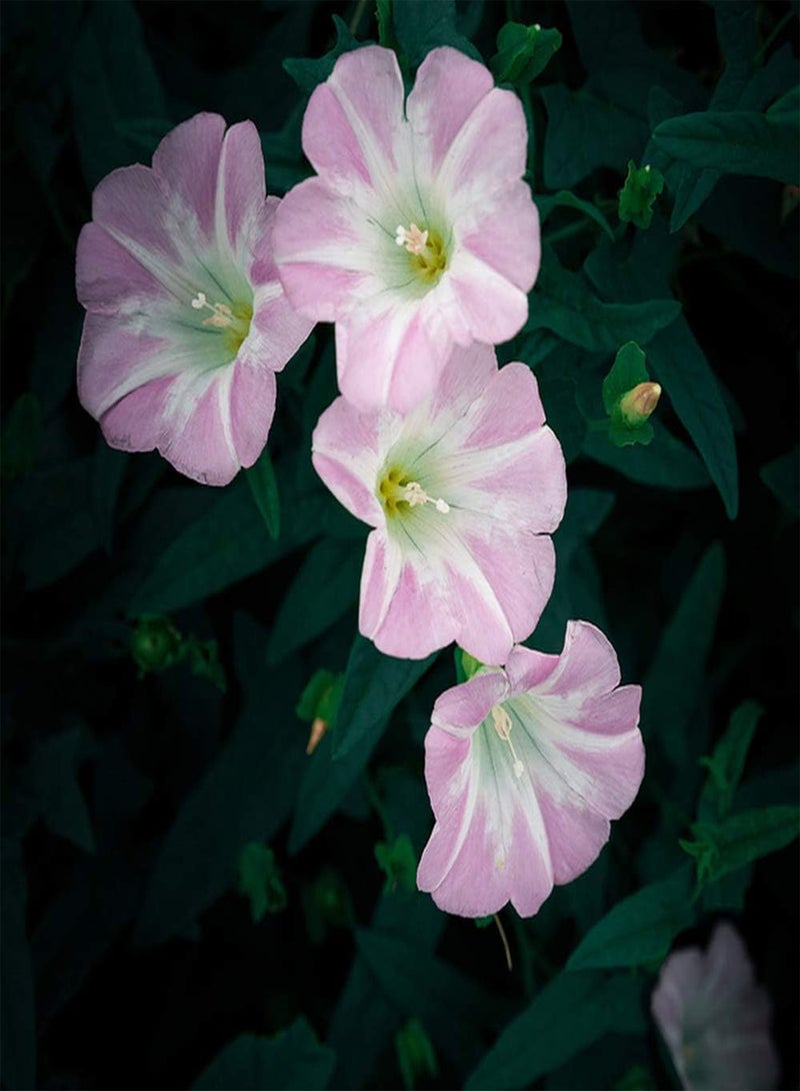 GGOOT 100pcs Pink Petunia Seeds Hanging Basket Frame Decoration Garden Balcony Planting Suitable Beginners Novice Gardeners Flower Shape Unique - Image 1